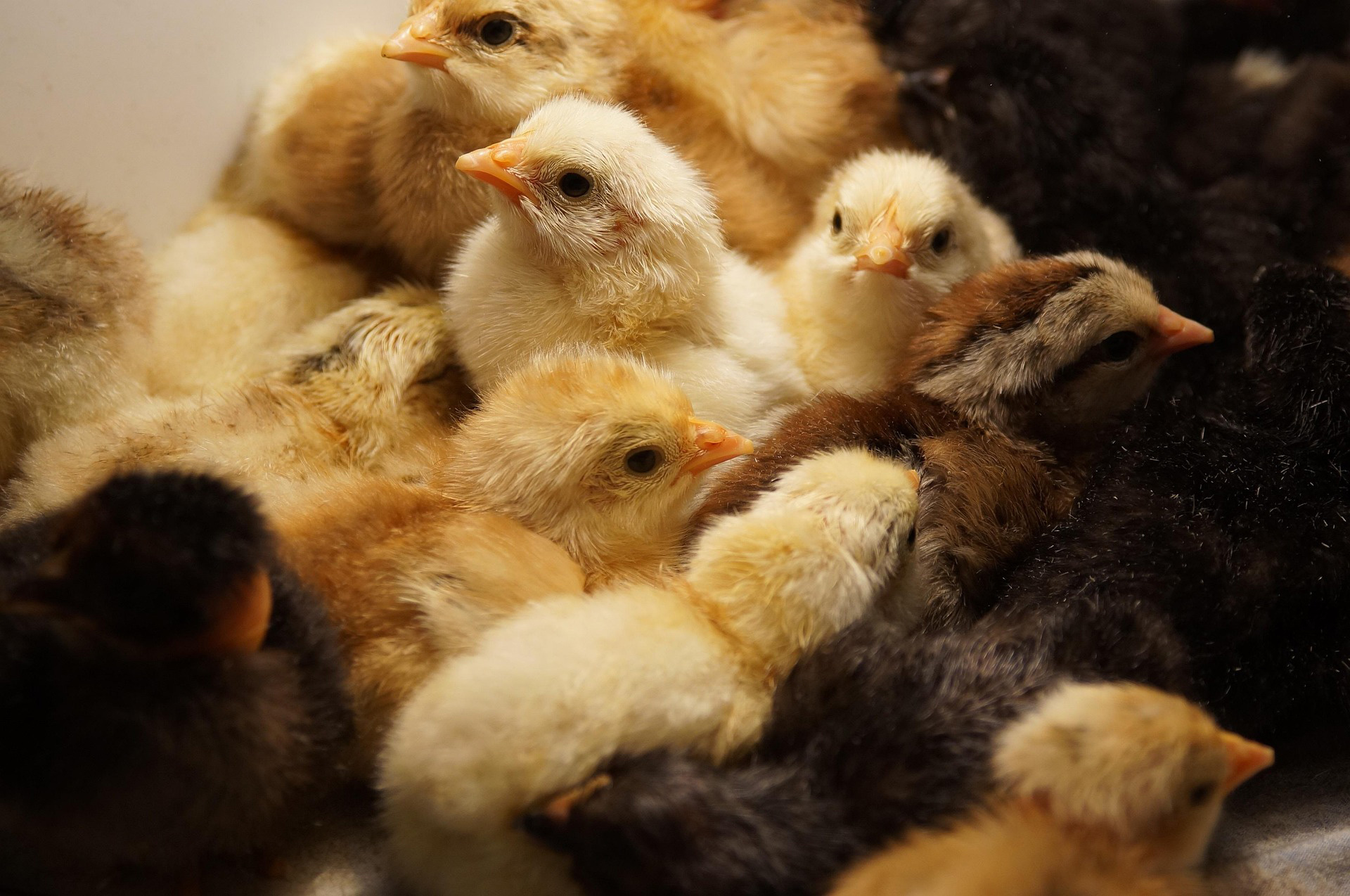 Montida Poultry Farm