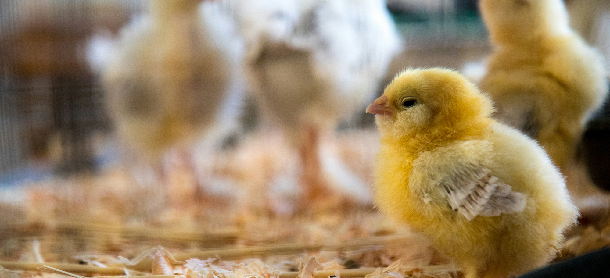 Montida Poultry team operations