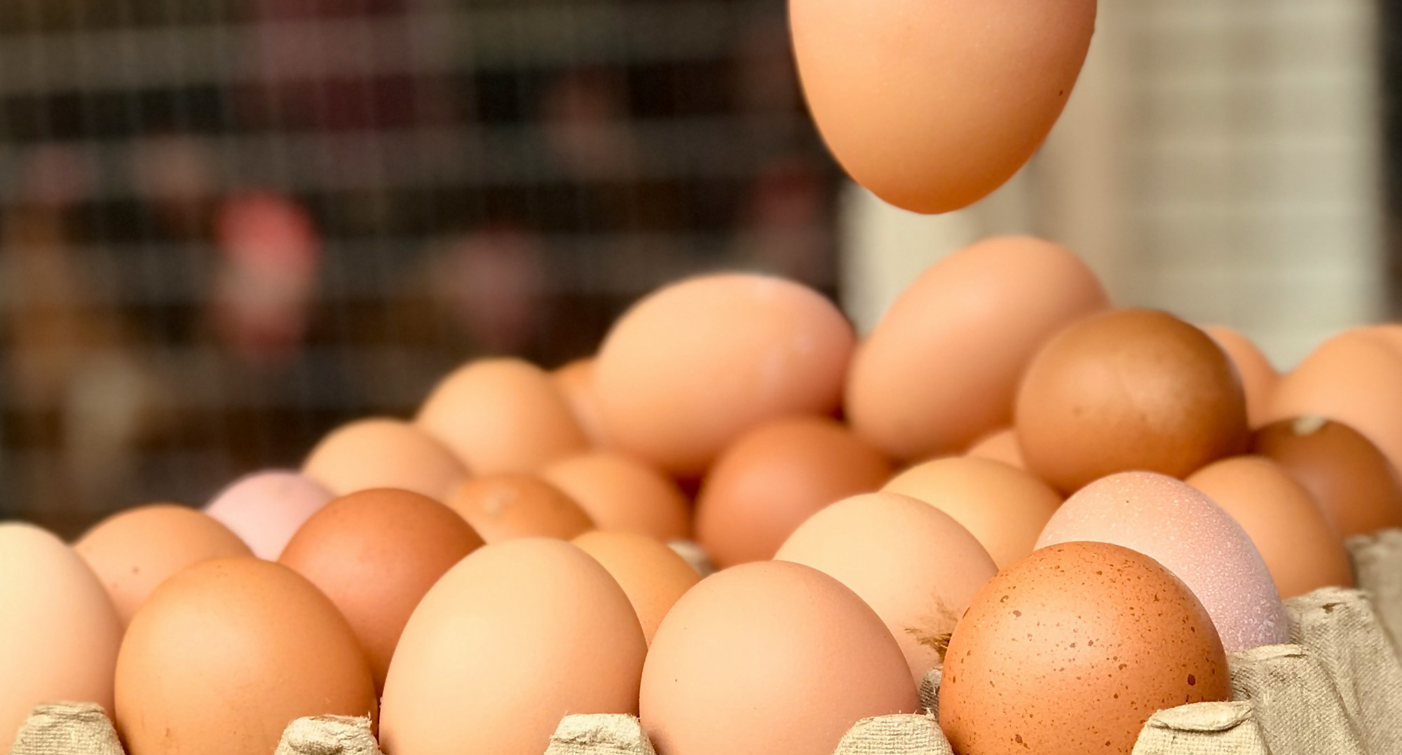 Commercial poultry farm with rows of broiler chickens
