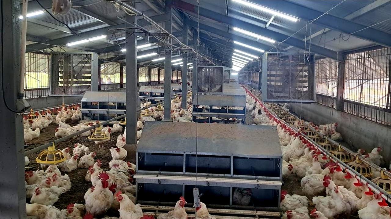 Montida Poultry Farm