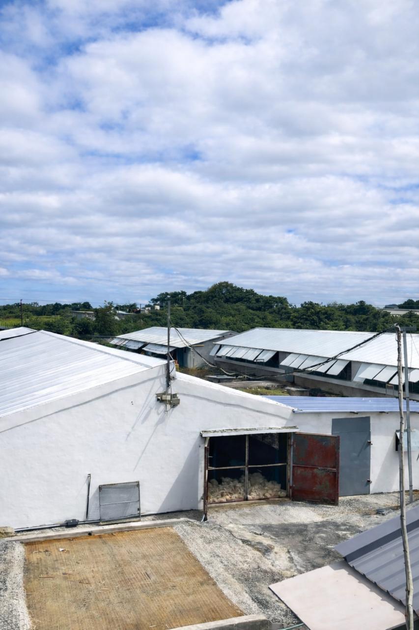 Thousands of healthy baby chicks in a biosecure Montida Poultry hatchery facility