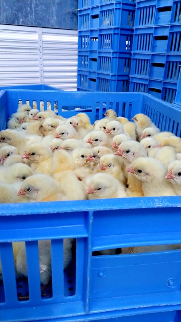 Aerial view of Montida Poultry's modern farm